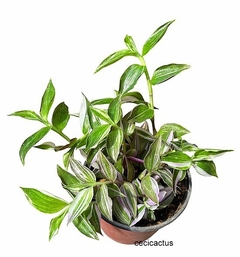 Tradescantia fluminensis tricolor mac12 - cecicactus - cactus y suculentas de colección