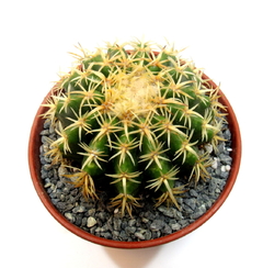 Echinocactus grusoni curvispinus intermedius mac10 - comprar online