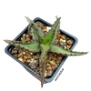 Aloe castilloneae mac9