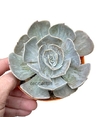 Echeveria lilacina cv. Marble mac12