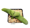 Gasteria glomerata (elegir tamaño) en internet