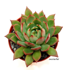 Echeveria 'Red Dragon' (elegir tamaño) - tienda online