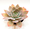 Echeveria Sirens (xCante) (elegir tamaño)