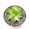 Haworthia cymbiformis variegada mac9