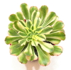 Aeonium Albovariegatum (elegir tamaño)