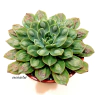 Echeveria hibrida 'Parva' x 'Raindrops' (elegir tamaño)