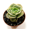 Graptoveria 'Lovely Rose' mac8 - comprar online