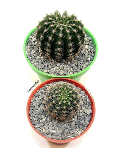 Echinopsis hibrido 'Delicia' (elegir tamaño) - comprar online