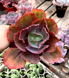Echeveria 'Denise' mac12 - comprar online
