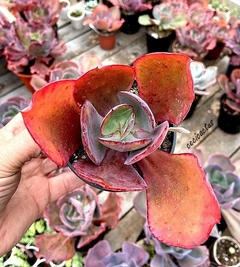 Echeveria 'Denise' mac12