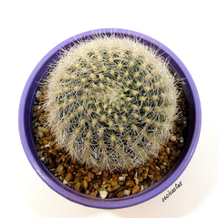 Matucana haynei (elegir tamaño) (cod MH2) - comprar online