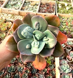 Echeveria Paul Bunyon mac10 - comprar online