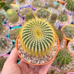 Notocactus leninghausii (elegir tamaño) en internet