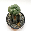 Lophophora williamsii injertada (elegir tamaño)