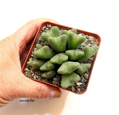 Conophytum frutescens (elegir tamaño) (cod E2) - comprar online