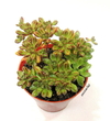 Aeonium sedifolium mac8