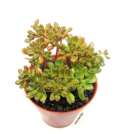 Aeonium sedifolium mac8 - comprar online