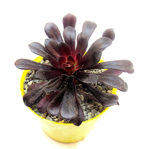 Aeonium schwartkpof Black Rose (elegir tamaño)