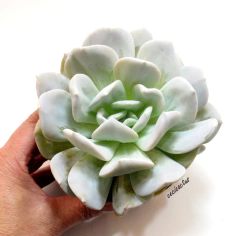 Echeveria 'Exotic' mac11 - comprar online