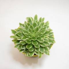 Semillas de Aeonium x emerald x 50