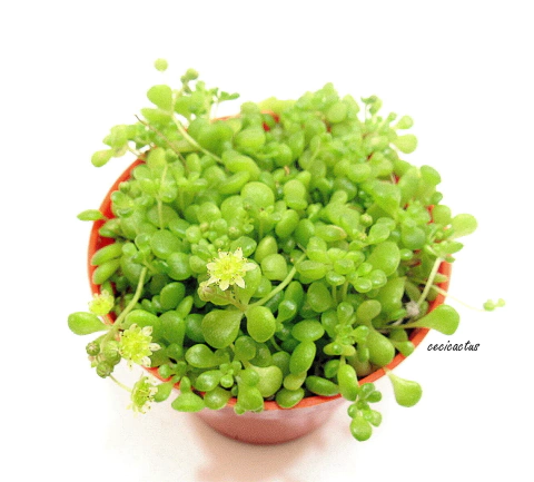 Monanthes pallens mac9