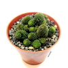 Monanthes poliphylla mac10 (cod M1)