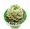 Echeveria 'Ben Badis' mac8 - comprar online
