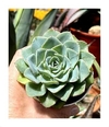 Echeveria 'Galaxy Blue' (elegir tamaño)