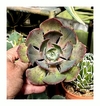 Echeveria 'Lavander Cloud' mac10