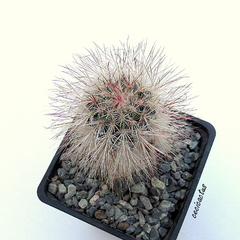 Echinocereus viridiflorus v.canus injertado mac9 (cod P13) - cecicactus - cactus y suculentas de colección