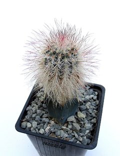 Echinocereus viridiflorus v.canus injertado mac9 (cod P13) - tienda online