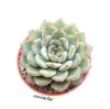 Echeveria 'Selene' mac8