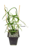 Ceropegia linearis mac11