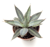 Agave funkiana 'Blue Haze' mac10