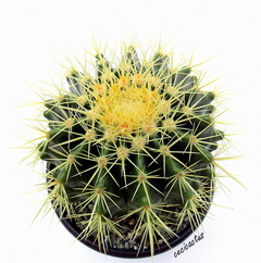 Echinocactus grusoni (elegir tamaño) - comprar online