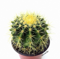 Echinocactus grusoni (elegir tamaño) en internet