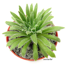 Aeonium simsii mac8 - comprar online
