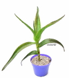 Aloe thraskii mac14