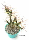 Cylindropuntia ramossisima mac10