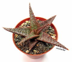 Aloe hibrido 'Lavender star' mac10 - comprar online