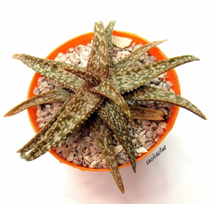 Aloe hibrido 'Mr. E' mac9 - comprar online