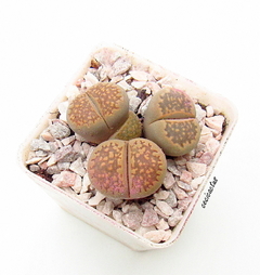 Lithops maceta 6 x 3plantas - comprar online