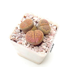 Lithops maceta 6 x 3plantas en internet