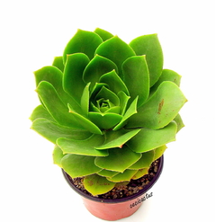 Aeonium 'Maximus' (elegir tamaño) - comprar online