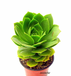 Aeonium 'Maximus' (elegir tamaño) - cecicactus - cactus y suculentas de colección