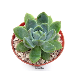 Echeveria 'Alba Beauty' (ver opciones de tamaño)