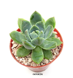 Echeveria 'Alba Beauty' (ver opciones de tamaño) - comprar online