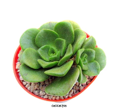 Aeonium 'Lily pad' (elegir tamaño)