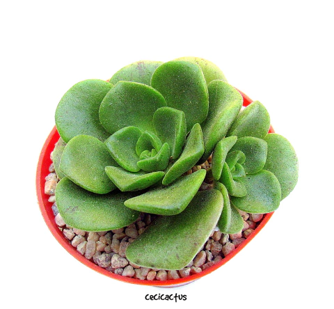 Aeonium 'Lily pad' (elegir tamaño)