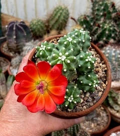 Echinocereus triglochidiatus mojavensis inermis injertado (elegir tamaño) (Cod P9)